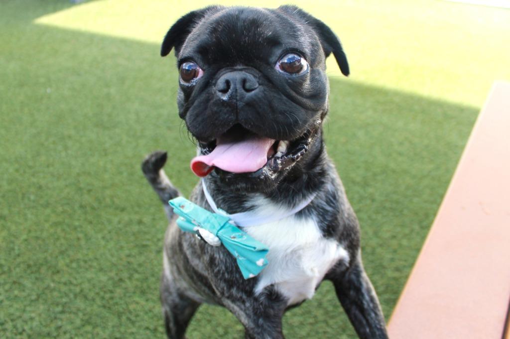 Enlarge Hubbard, a Adoptable mixed breed in Gardena, CA image 1/6