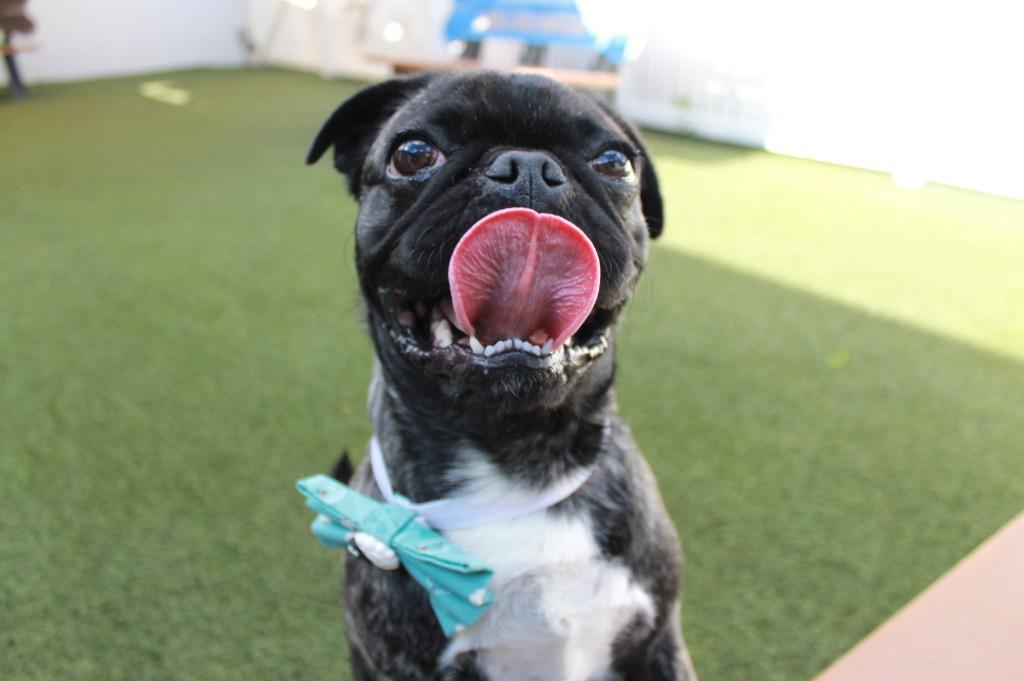 Enlarge Hubbard, a Adoptable mixed breed in Gardena, CA image 2/6