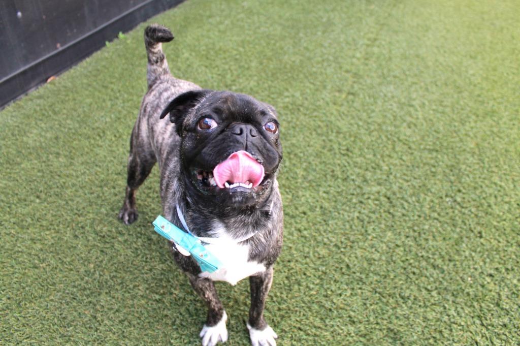 Enlarge Hubbard, a Adoptable mixed breed in Gardena, CA image 3/6