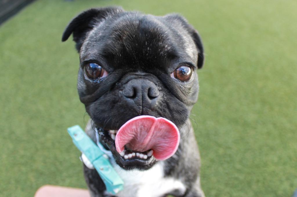 Enlarge Hubbard, a Adoptable mixed breed in Gardena, CA image 4/6