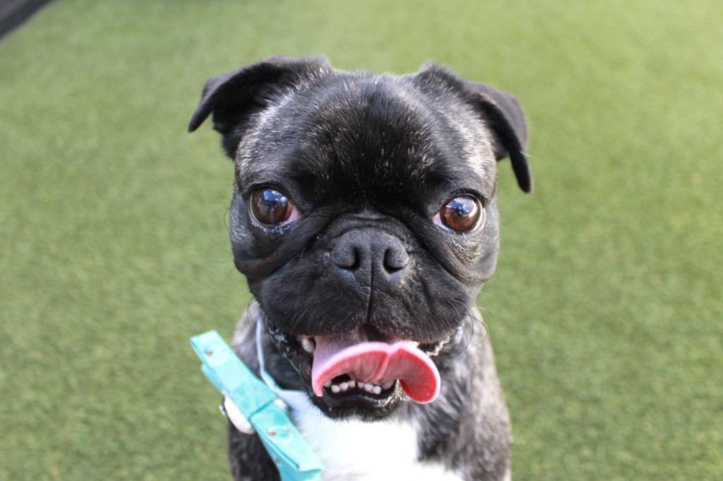 Enlarge Hubbard, a Adoptable mixed breed in Gardena, CA image 5/6