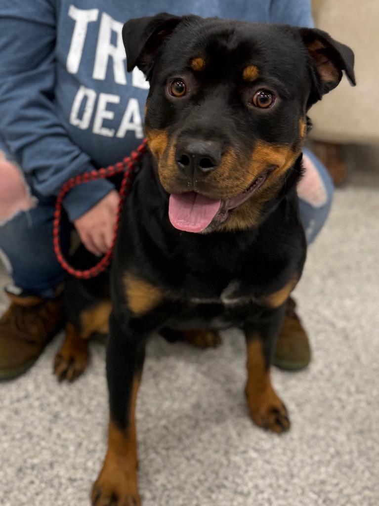 Enlarge Bubbles, a Adopted Rottweiler in Auburn, IN image 1/5