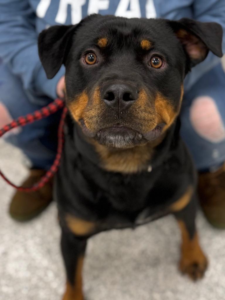 Enlarge Bubbles, a Adopted Rottweiler in Auburn, IN image 2/5