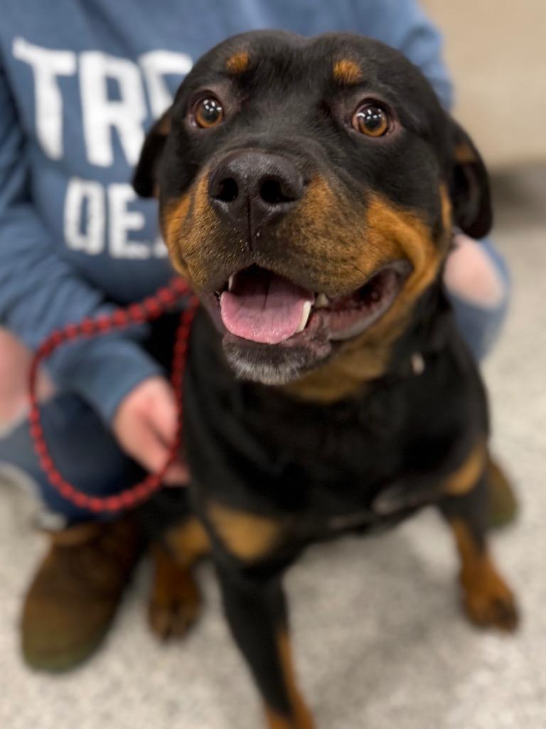 Enlarge Bubbles, a Adopted Rottweiler in Auburn, IN image 3/5
