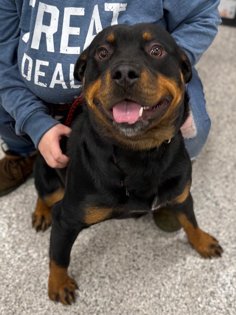 Enlarge Bubbles, a Adopted Rottweiler in Auburn, IN image 4/5