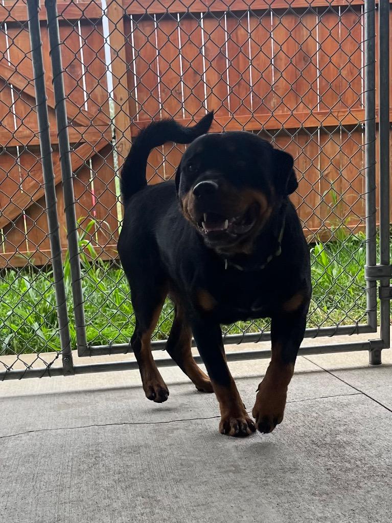 Enlarge Bubbles, a Adopted Rottweiler in Auburn, IN image 5/5