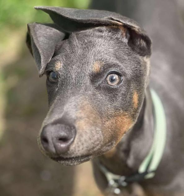 Enlarge Sugarplum, a Adoptable Doberman Pinscher in Enterprise, AL image 1/6