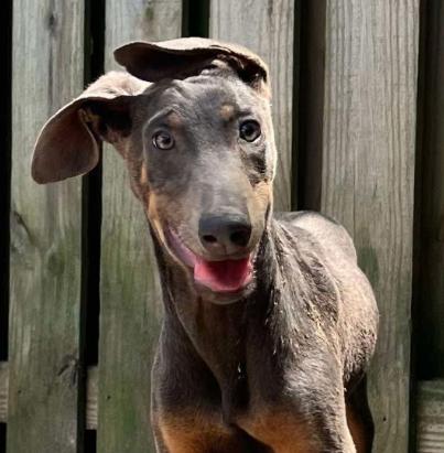 Enlarge Sugarplum, a Adoptable Doberman Pinscher in Enterprise, AL image 2/6