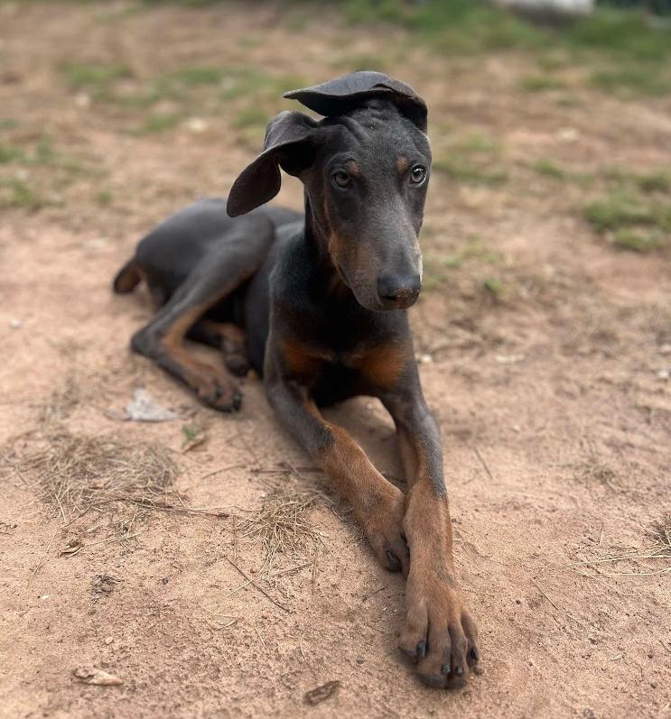 Enlarge Sugarplum, a Adoptable Doberman Pinscher in Enterprise, AL image 3/6