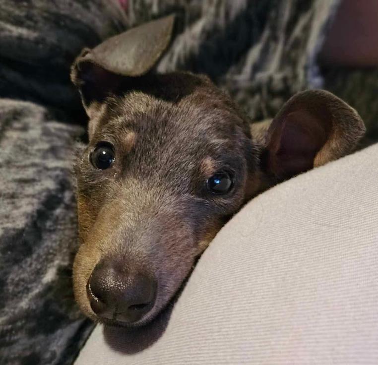 Enlarge Sugarplum, a Adoptable Doberman Pinscher in Enterprise, AL image 4/6