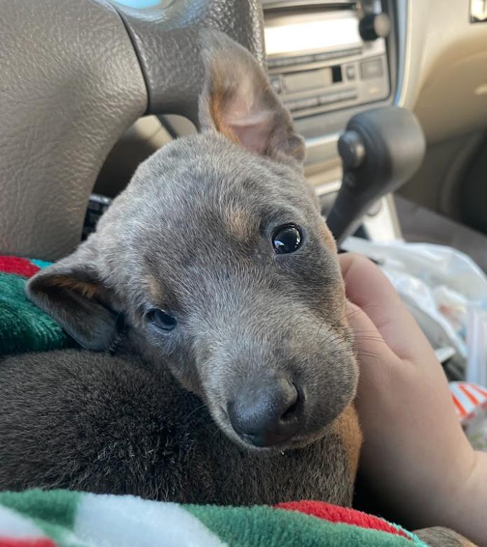 Enlarge Sugarplum, a Adoptable Doberman Pinscher in Enterprise, AL image 5/6