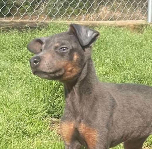 Enlarge Sugarplum, a Adoptable Doberman Pinscher in Enterprise, AL image 6/6