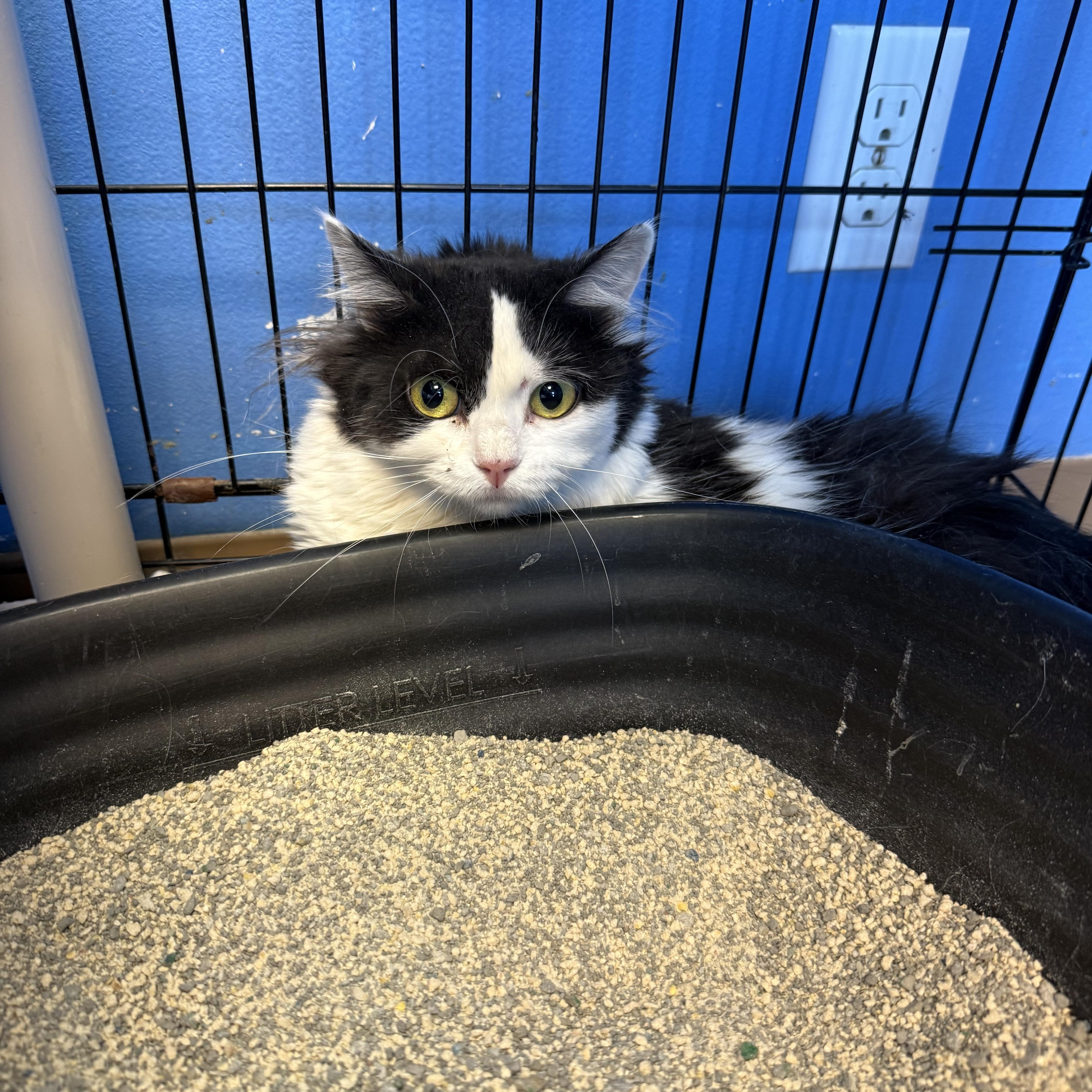 Jazmine, ADOPTABLE, Adult Female Domestic Medium Hair.