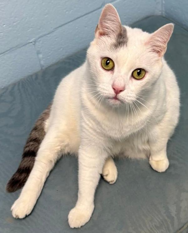 Enlarge Mini Pearl, a Adoptable mixed breed in Millersville, MD image 1/5