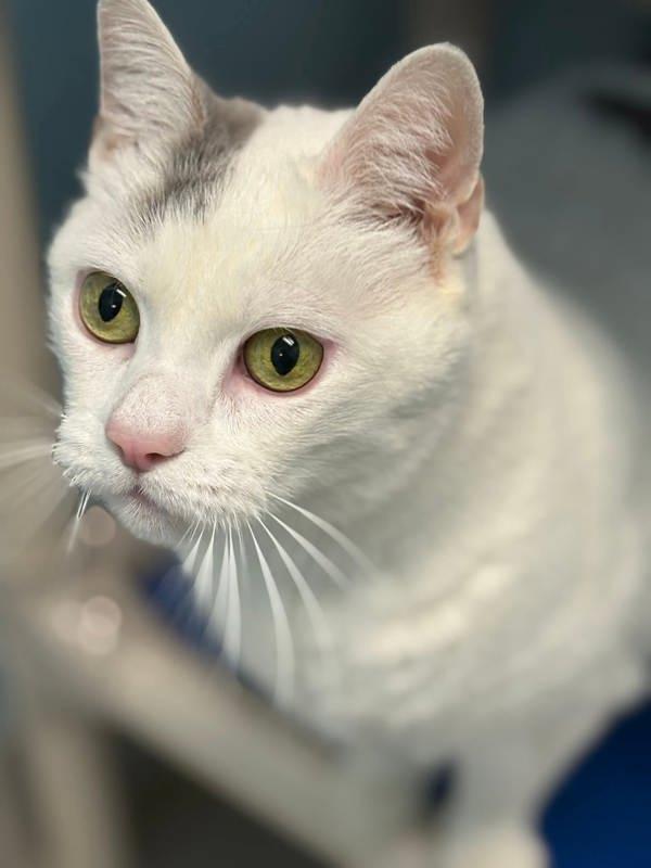 Enlarge Mini Pearl, a Adoptable mixed breed in Millersville, MD image 2/5