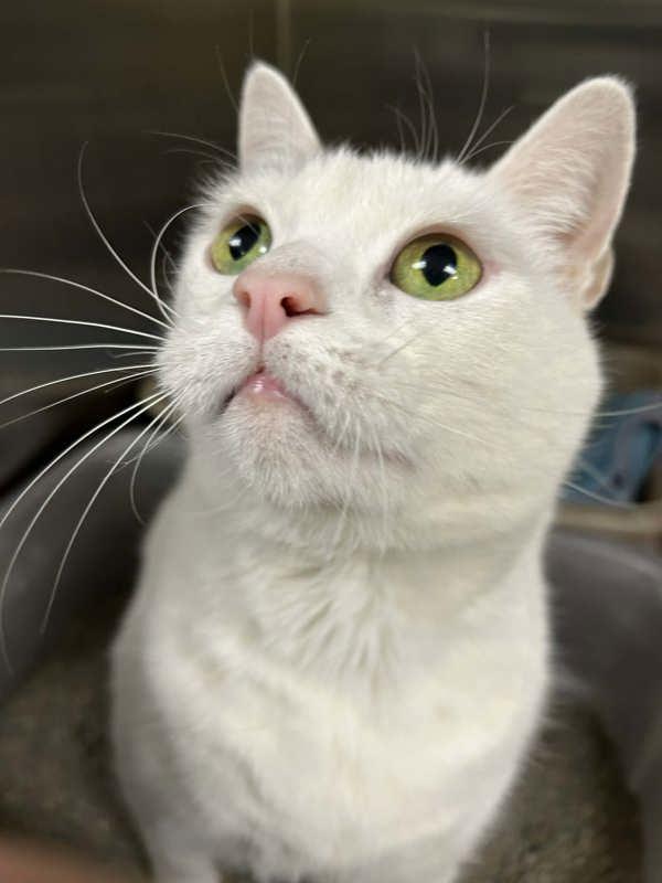 Enlarge Mini Pearl, a Adoptable mixed breed in Millersville, MD image 3/5