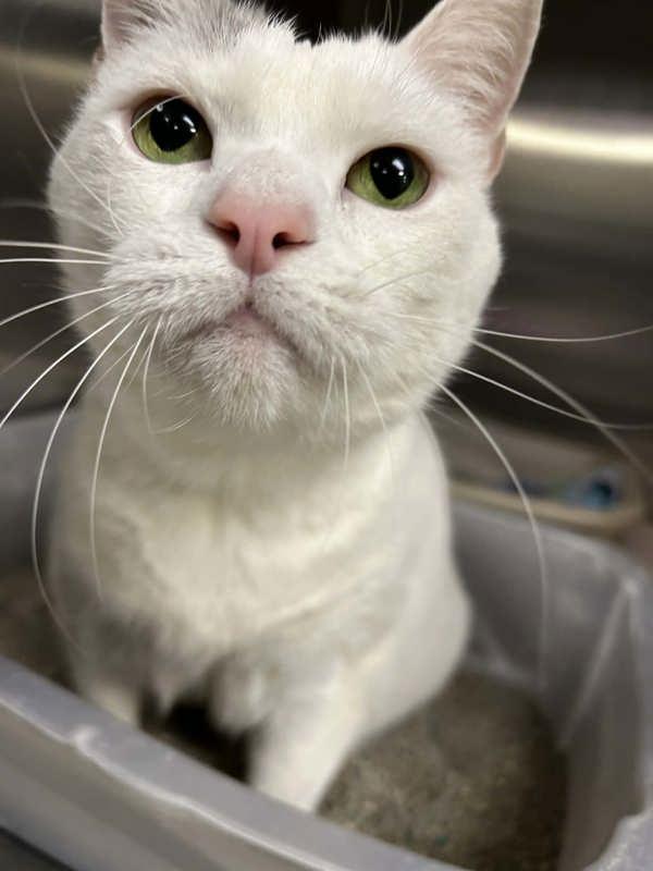 Enlarge Mini Pearl, a Adoptable mixed breed in Millersville, MD image 5/5