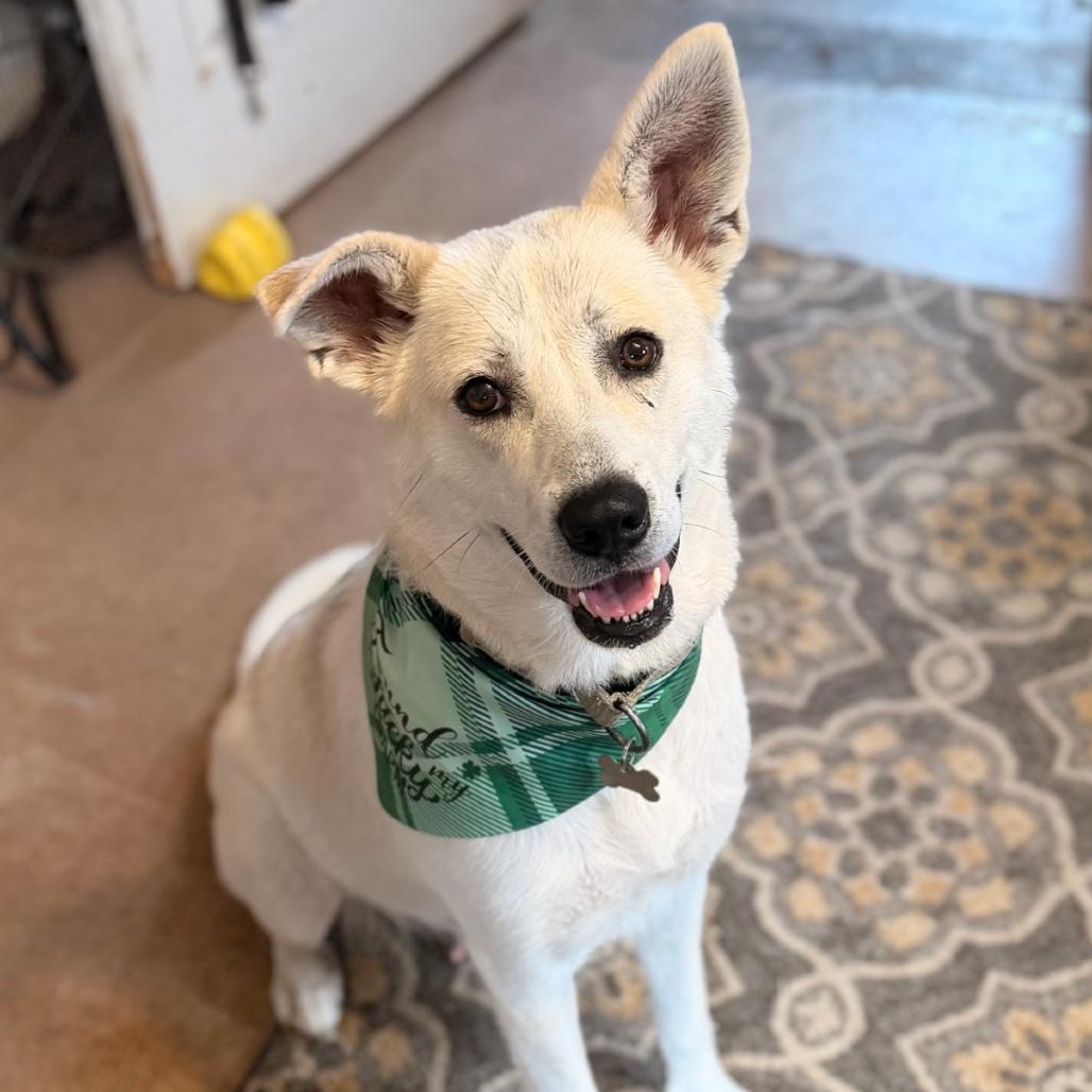 Claire, adopted, Adult Female Great Pyrenees.