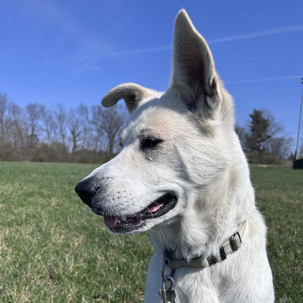 Enlarge Claire, an adopted Great Pyrenees in La Grange, KY image 3/6