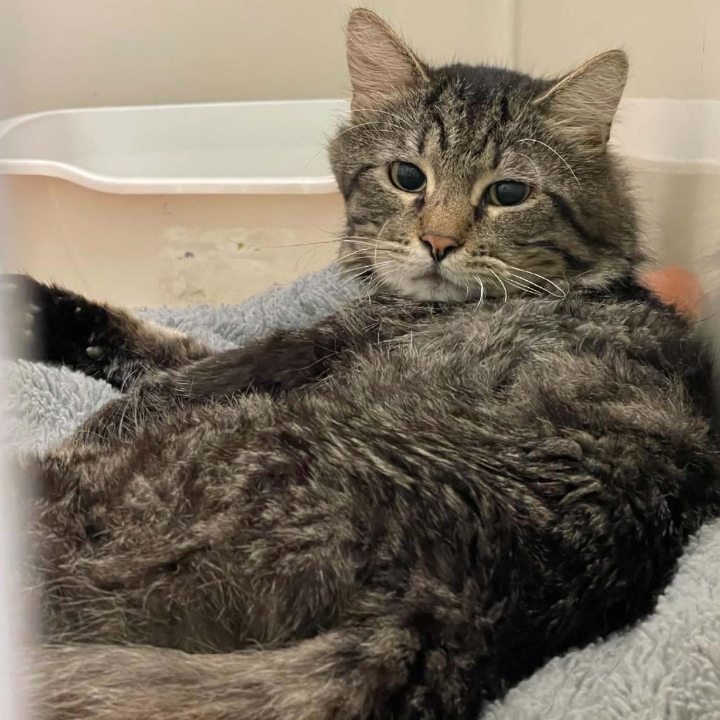Sunset, Adoptable, Adult Male Domestic Short Hair.
