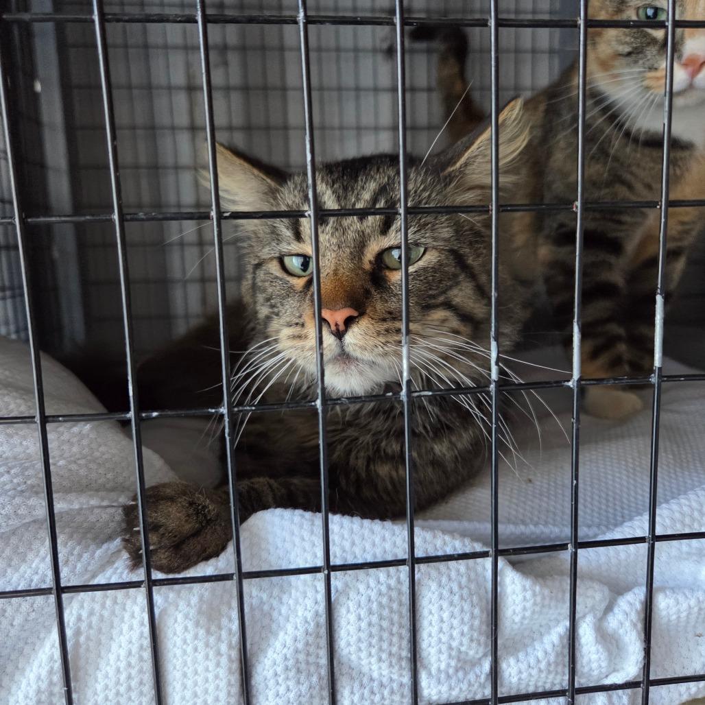 Enlarge Sunset, a Adoptable Domestic Short Hair in St. Helena, CA image 2/3