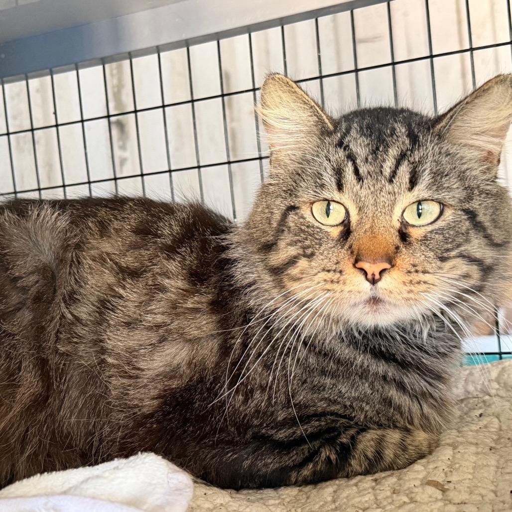 Enlarge Sunset, a Adoptable Domestic Short Hair in St. Helena, CA image 3/3