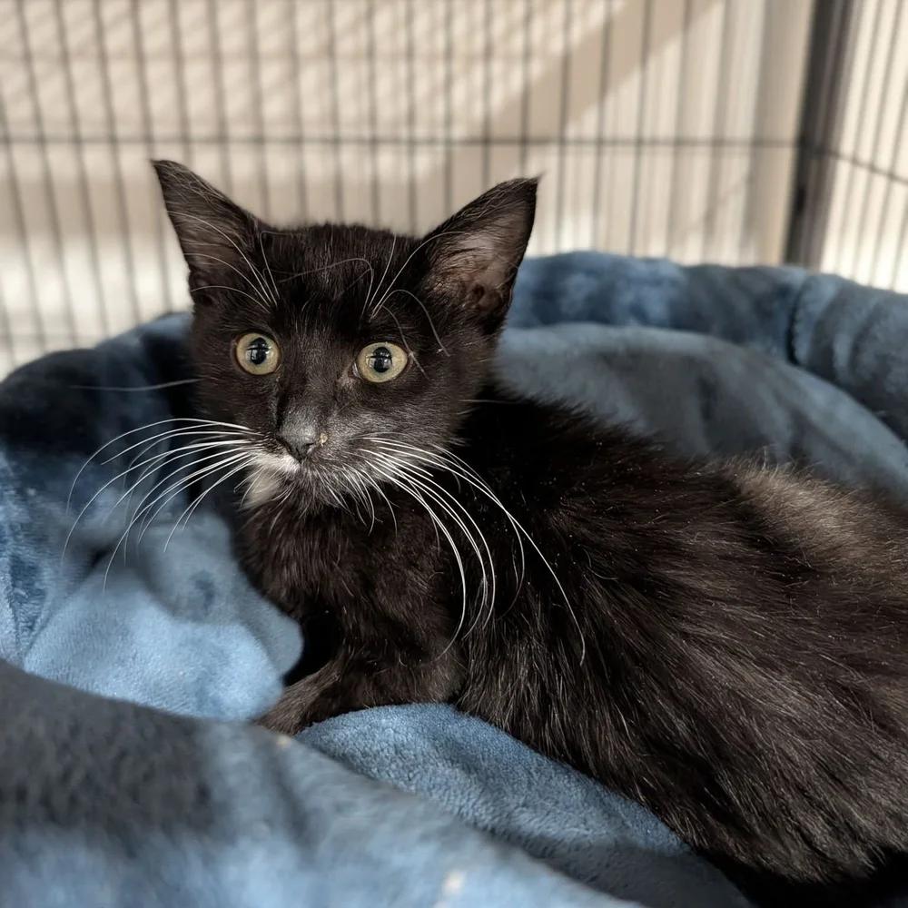 Enlarge Geraldo, a Adoptable Domestic Short Hair in Davison, MI image 1/3