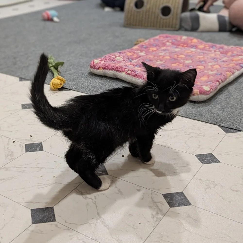 Enlarge Geraldo, a Adoptable Domestic Short Hair in Davison, MI image 2/3