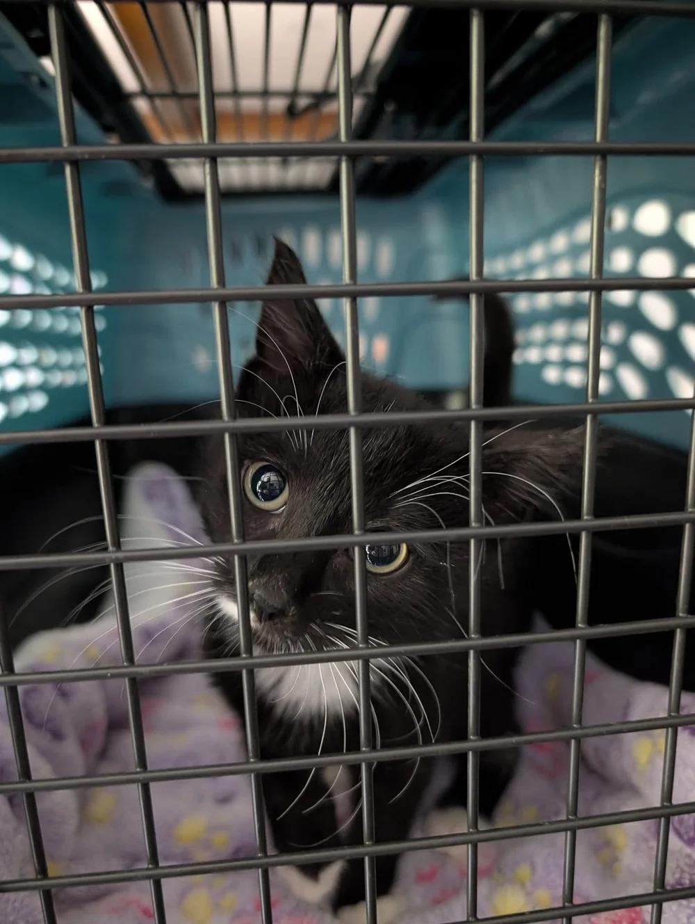 Enlarge Geraldo, a Adoptable Domestic Short Hair in Davison, MI image 3/3