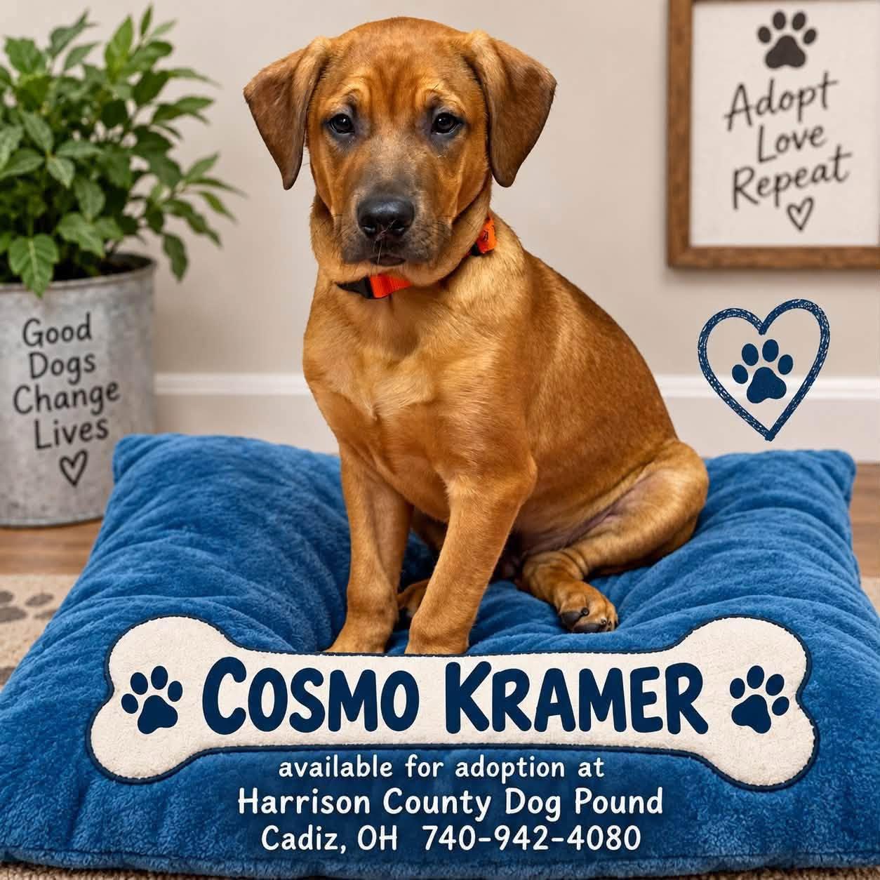 Enlarge COSMO KRAMER, a Adopted mixed breed in Cadiz, OH image 1/4
