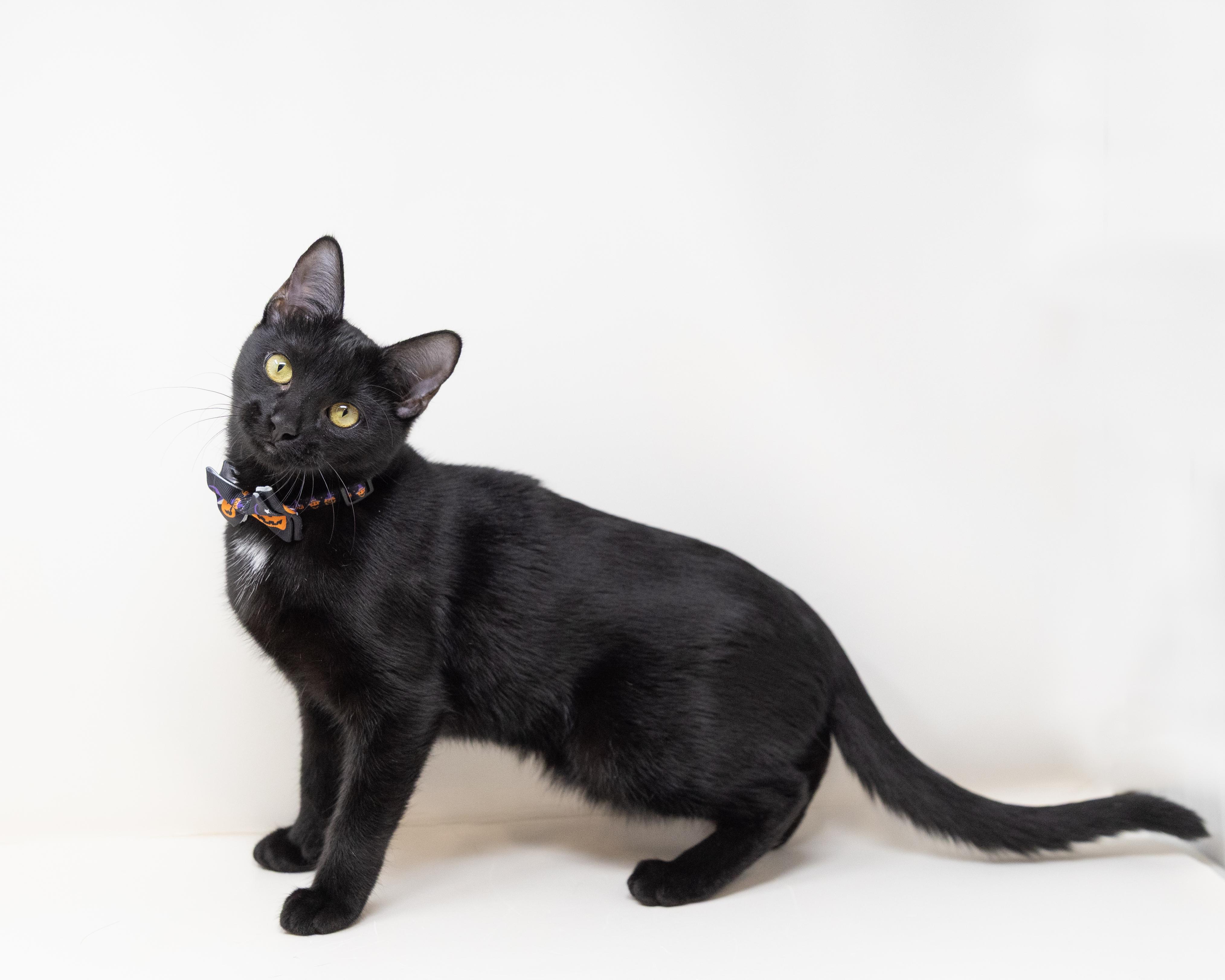 Addie, a Adoptable Domestic Short Hair in Fort Worth, TX image 1/5
