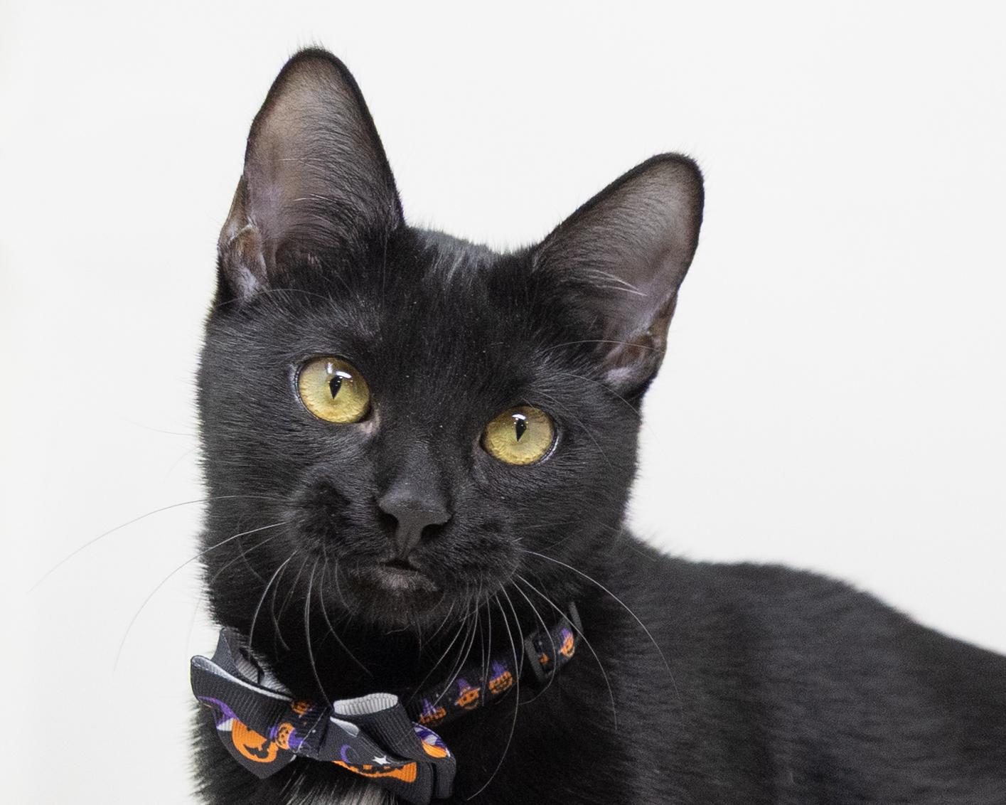 Addie, a Adoptable Domestic Short Hair in Fort Worth, TX image 3/5