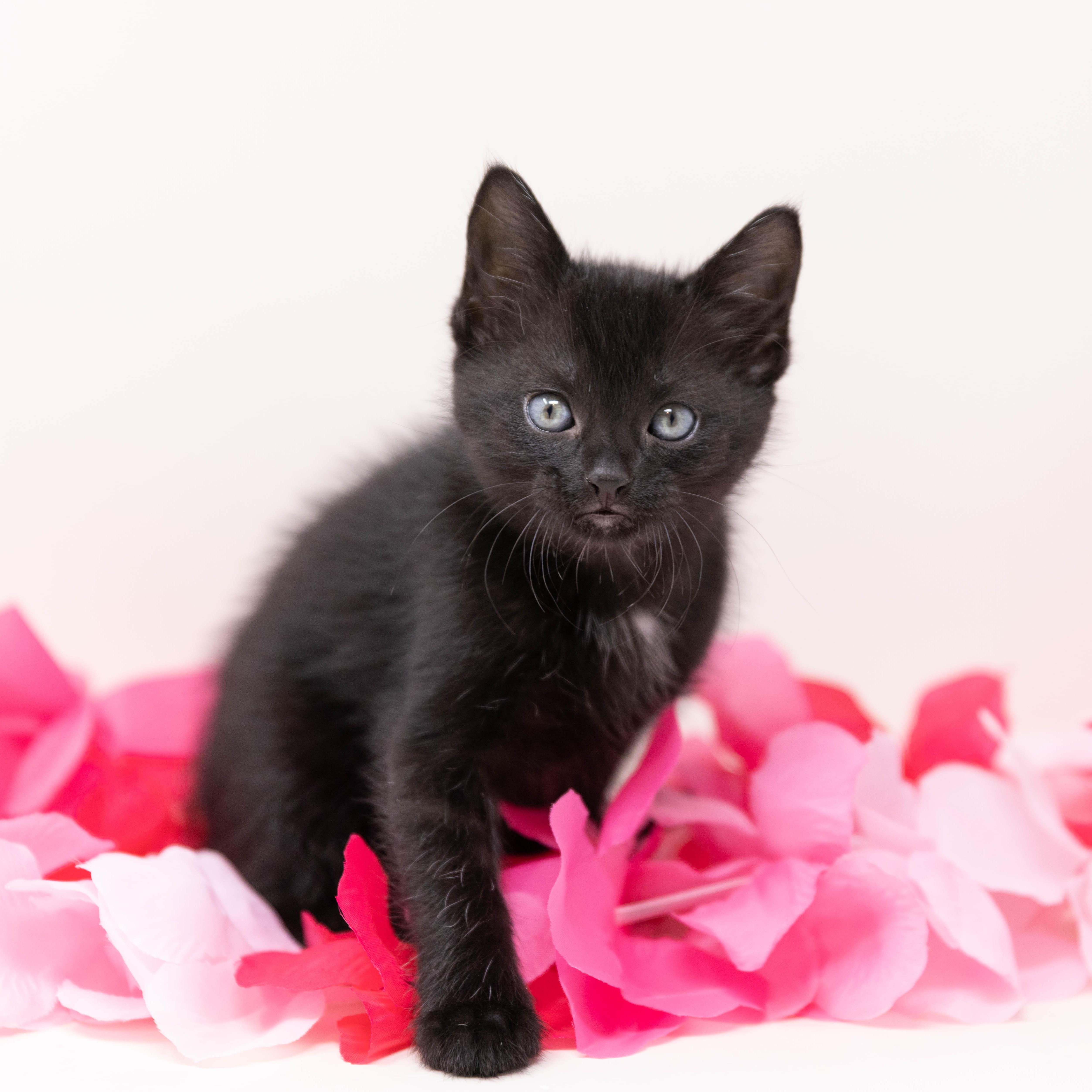 Addie, a Adoptable Domestic Short Hair in Fort Worth, TX image 5/5