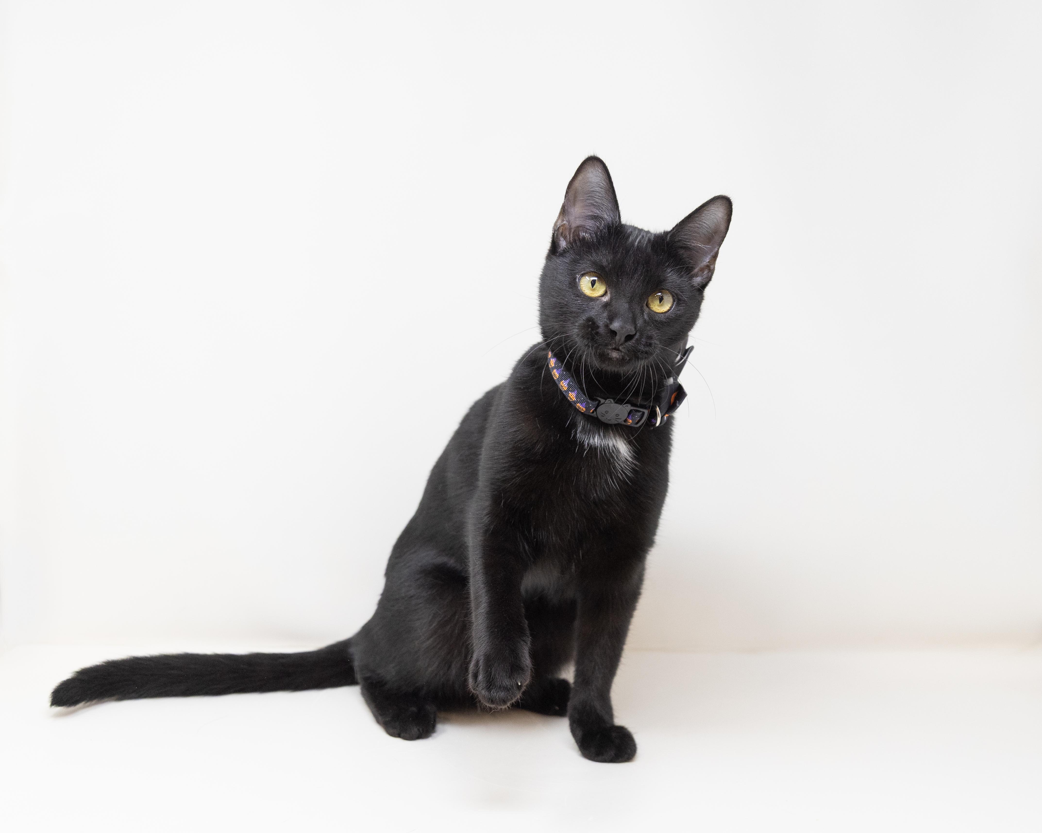 Addie, a Adoptable Domestic Short Hair in Fort Worth, TX image 4/5