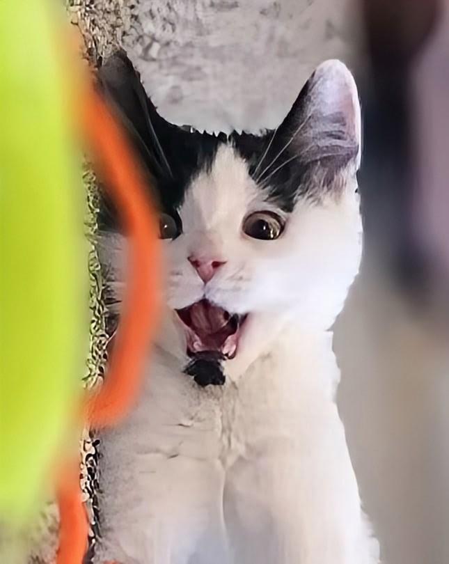 Hypatia, a ADOPTABLE Domestic Short Hair in Salt Lake City, UT image 5/6