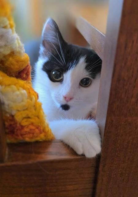 Hypatia, a ADOPTABLE Domestic Short Hair in Salt Lake City, UT image 6/6