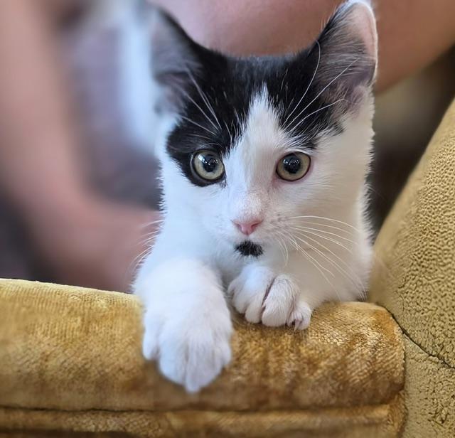 Hypatia, a ADOPTABLE Domestic Short Hair in Salt Lake City, UT image 2/6