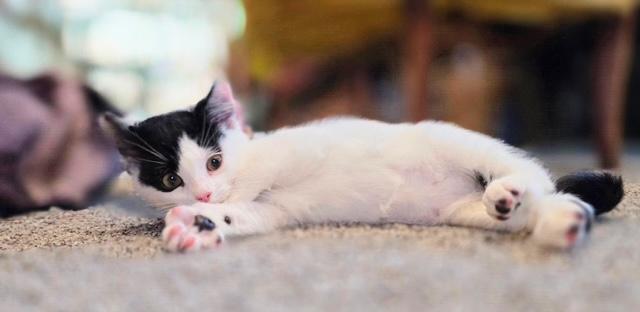 Hypatia, a ADOPTABLE Domestic Short Hair in Salt Lake City, UT image 3/6