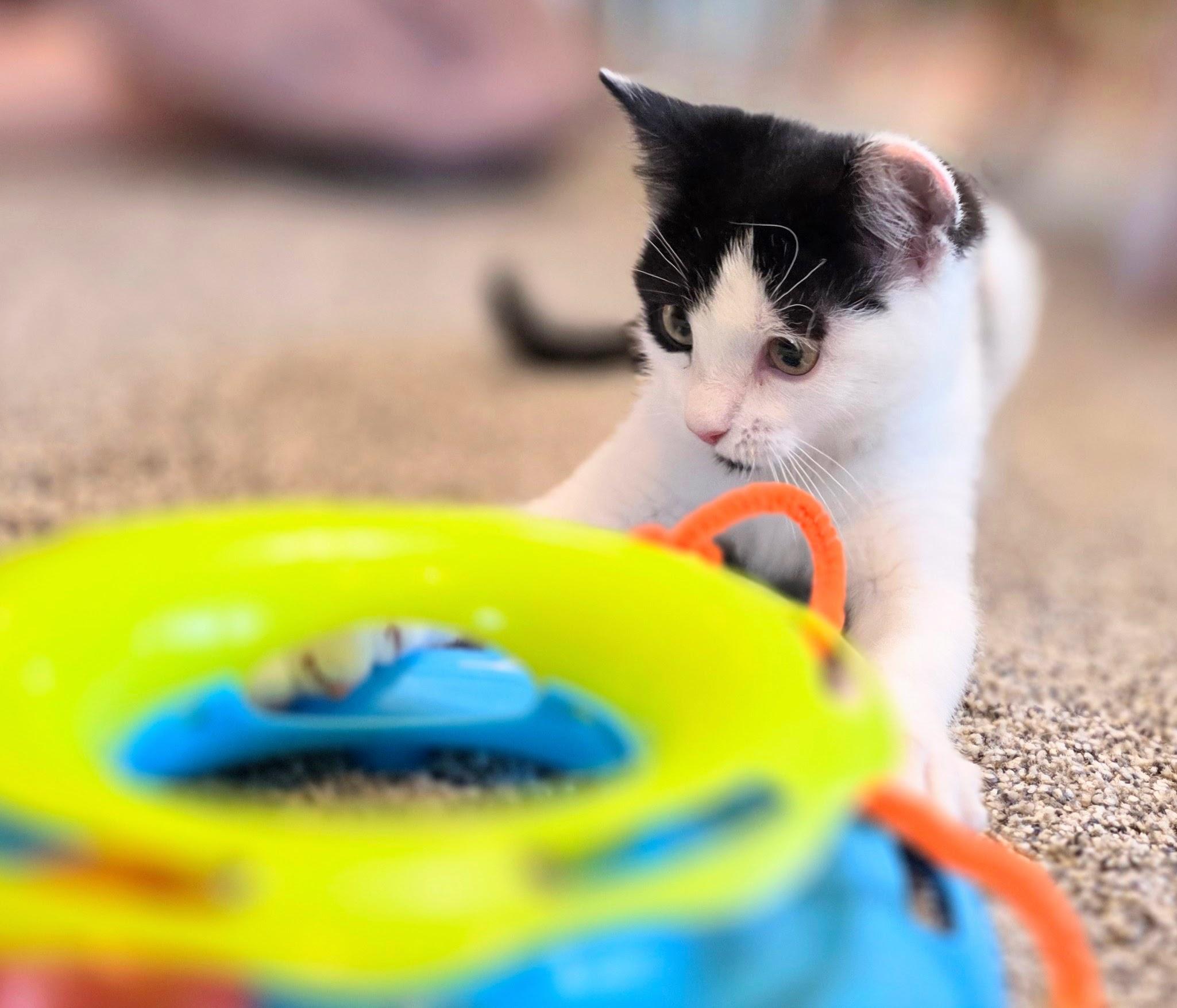 Hypatia, a ADOPTABLE Domestic Short Hair in Salt Lake City, UT image 4/6