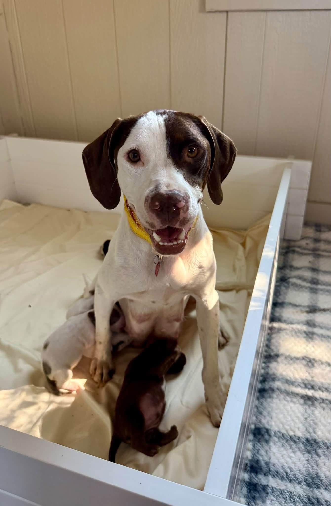 Enlarge Ginny, a Adoptable English Pointer in Southlake, TX image 4/6