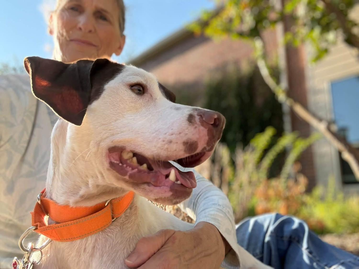 Enlarge Ginny, a Adoptable English Pointer in Southlake, TX image 5/6
