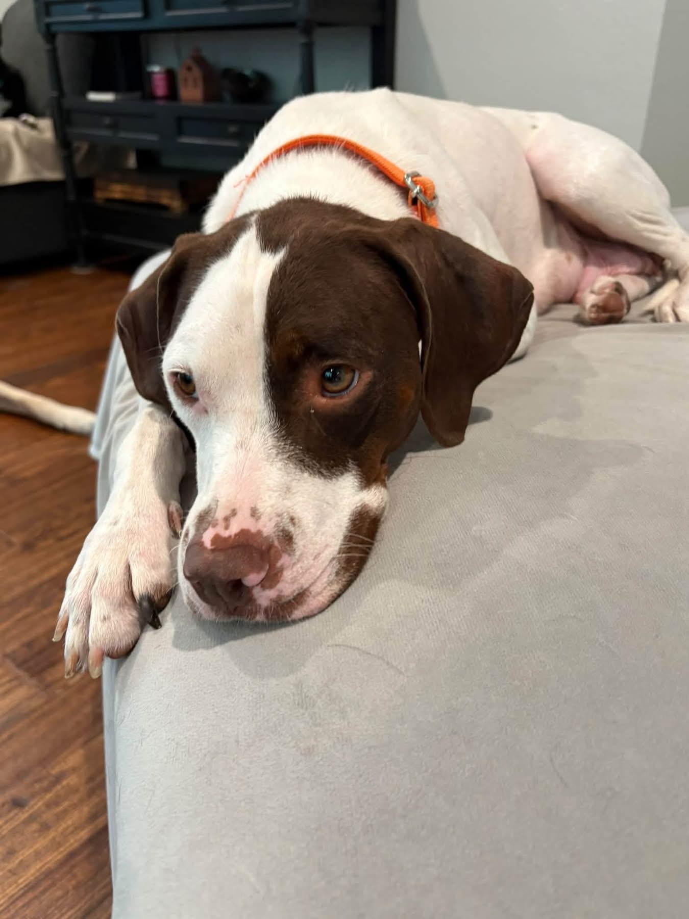 Enlarge Ginny, a Adoptable English Pointer in Southlake, TX image 6/6