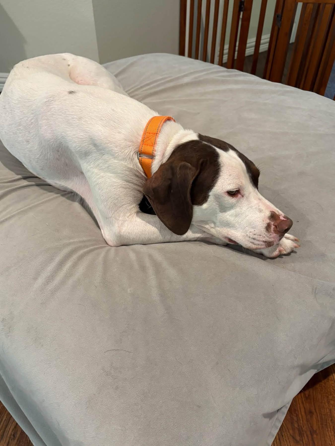 Enlarge Ginny, a Adoptable English Pointer in Southlake, TX image 3/6