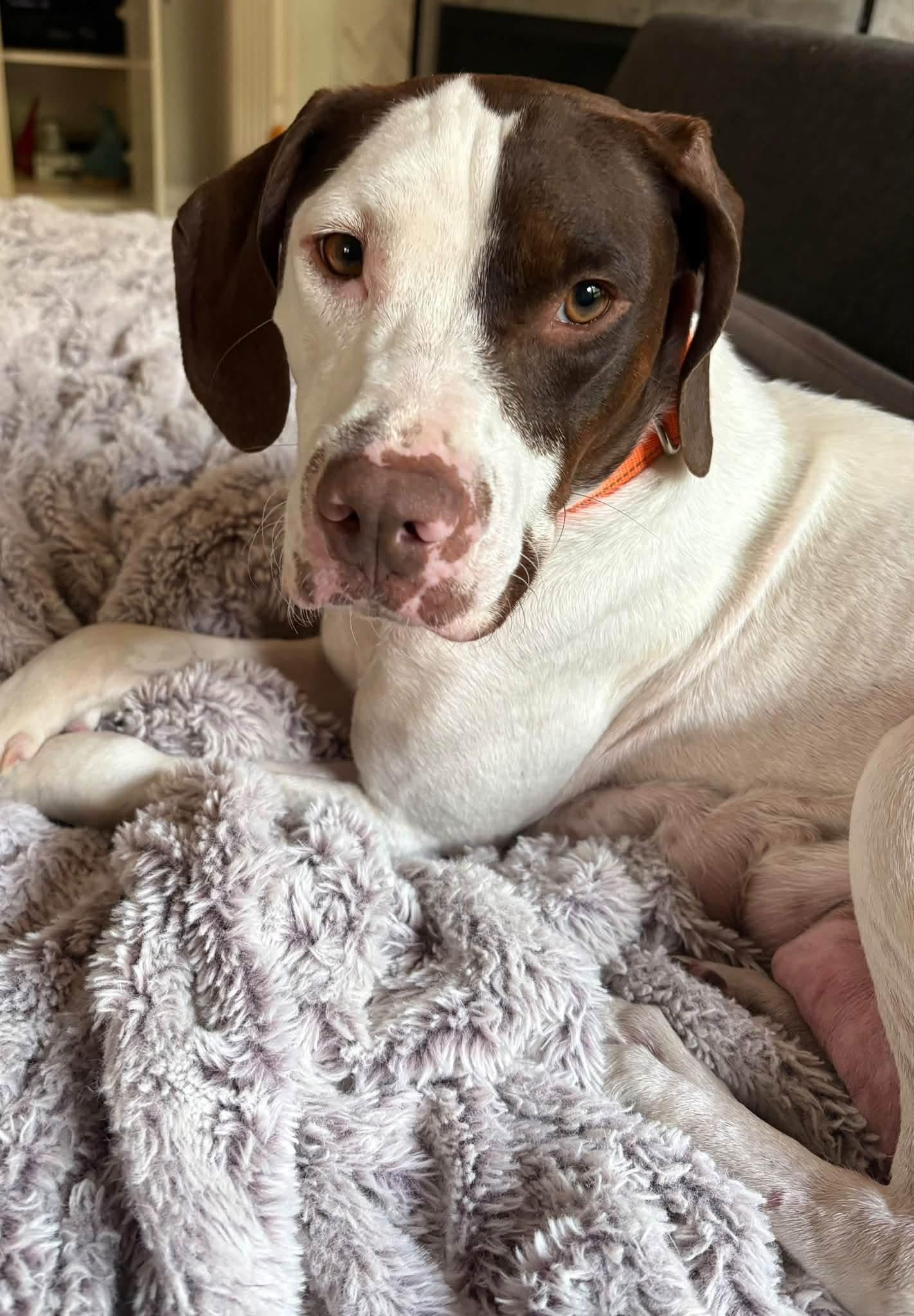 Enlarge Ginny, a Adoptable English Pointer in Southlake, TX image 2/6
