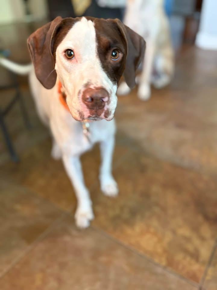 Enlarge Ginny, a Adoptable English Pointer in Southlake, TX image 1/6