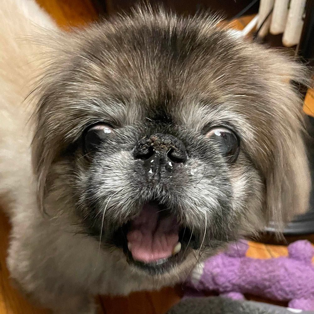 Enlarge Fozzy has been adopted!, a Adoptable Pekingese in Hillsdale, NJ image 1/2