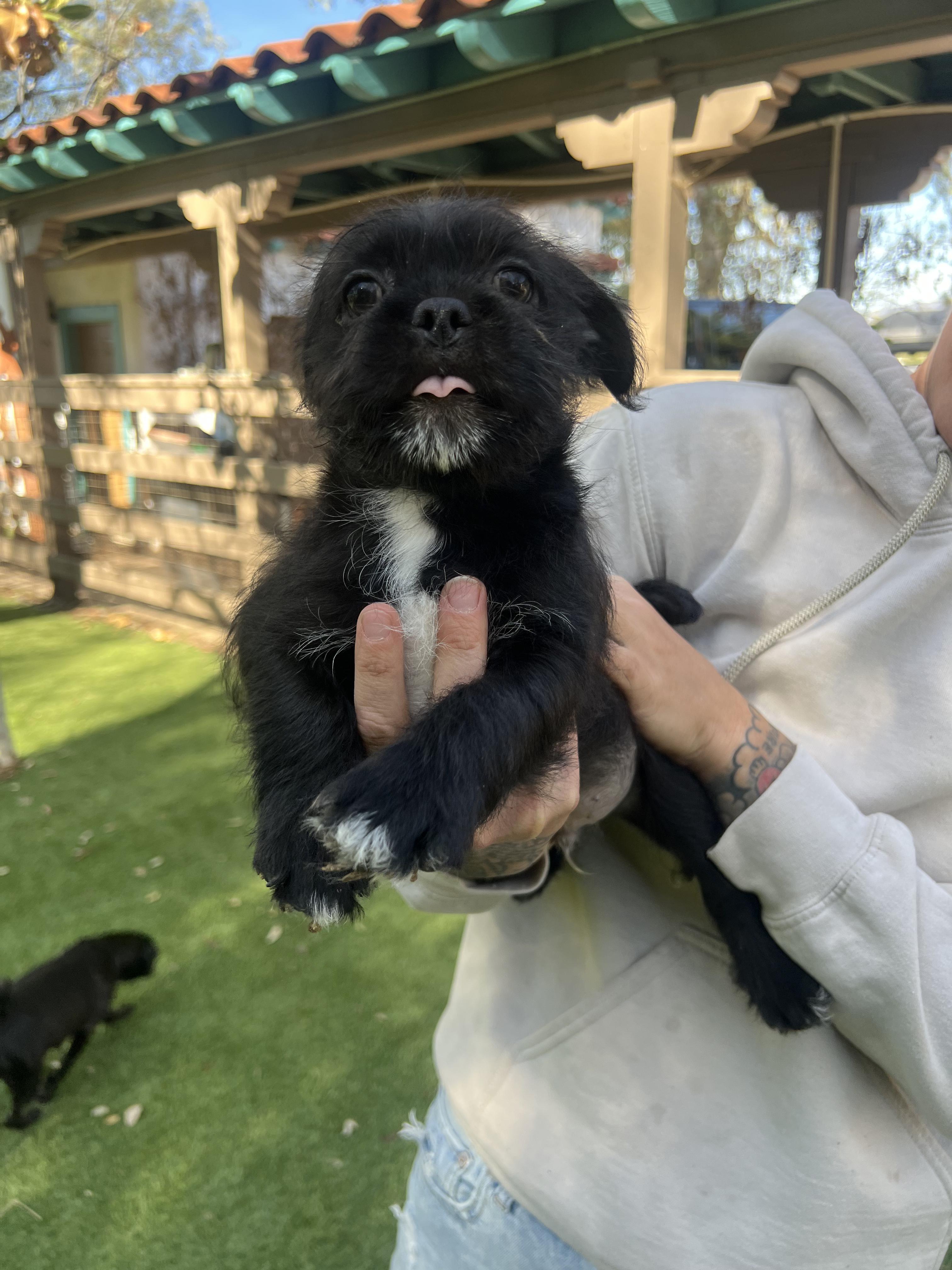 Kermit, ADOPTABLE, Puppy Male Pug & Yorkshire Terrier.