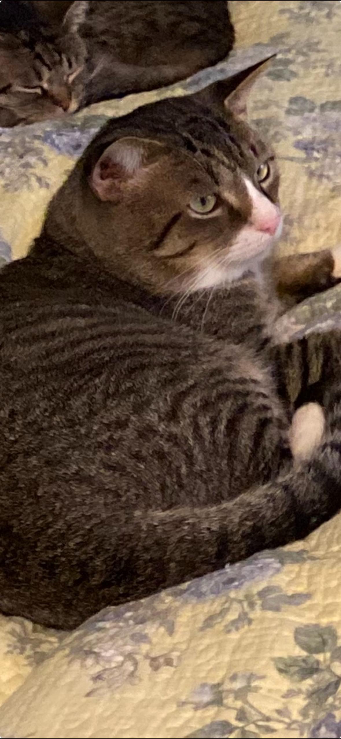 Buddy, a Adoptable Domestic Short Hair in Richmond, VA image 3/3