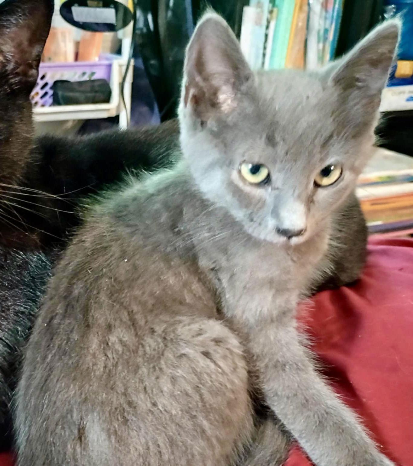 Denny, Adopted, Kitten Male Russian Blue.