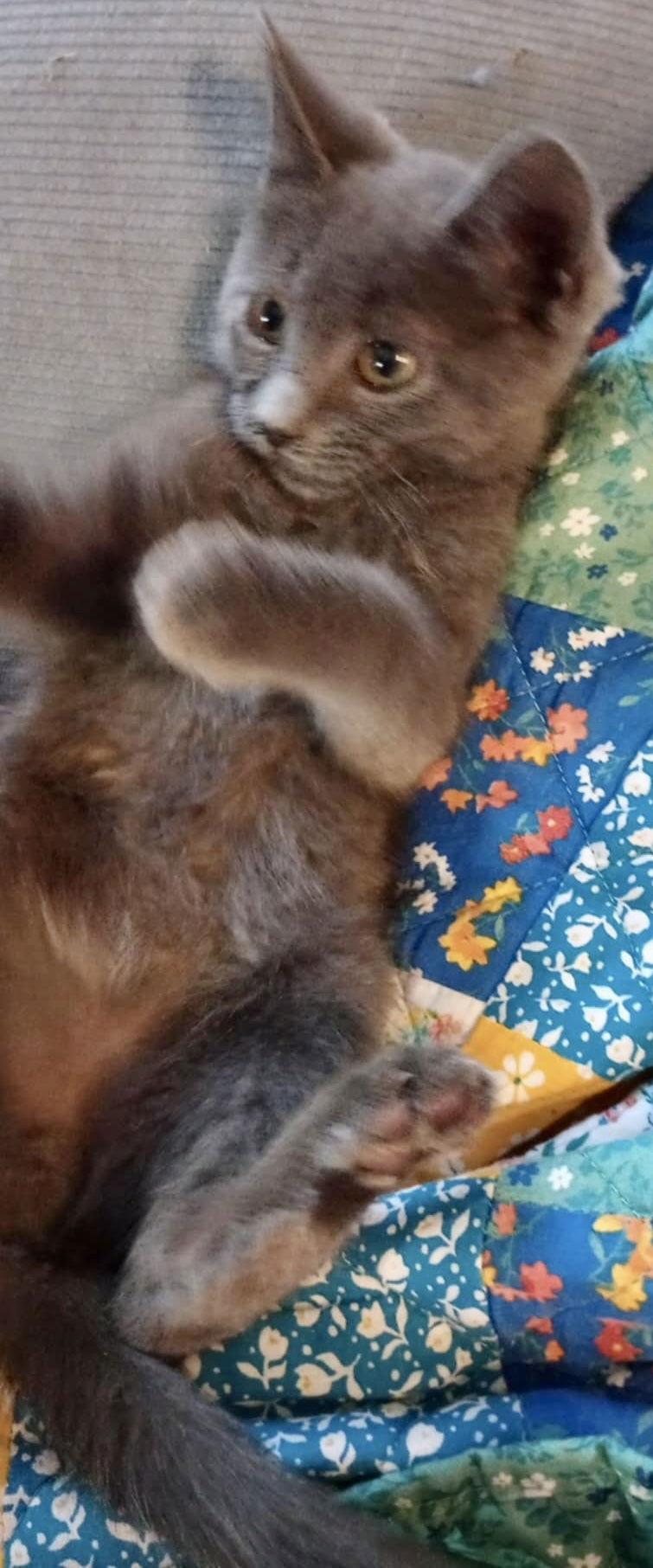 Denny, a Adopted Russian Blue in Piedmont, MO image 2/3